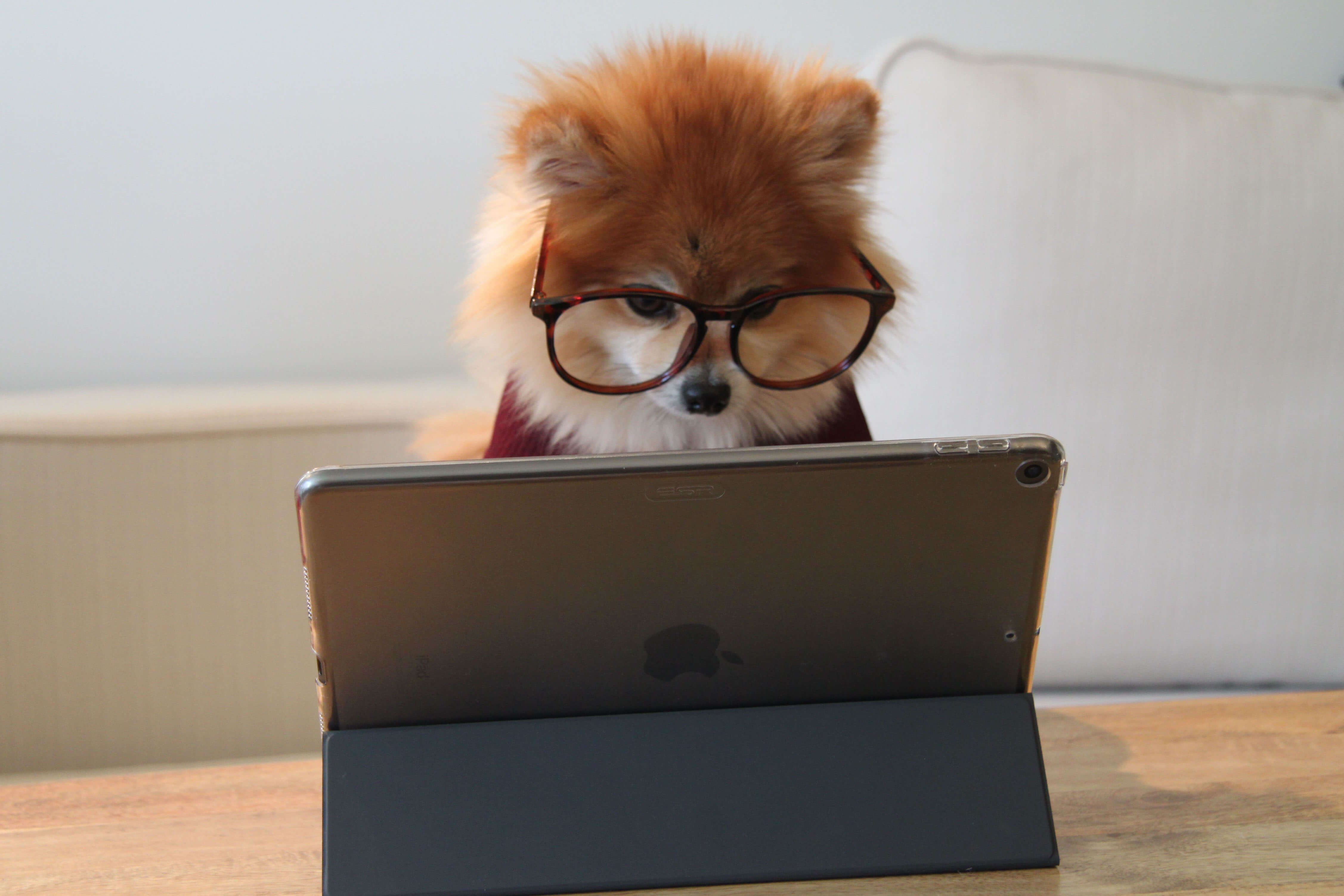 Dog wearing glasses working at iPad