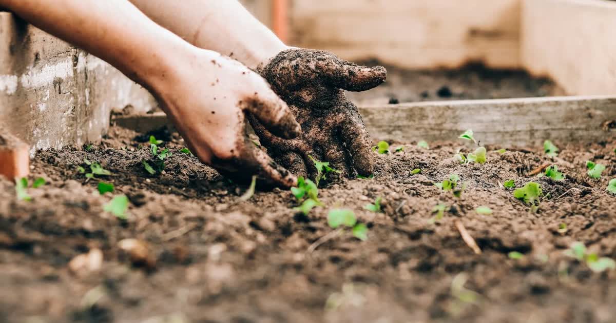 Hands planting seedlings in garden soil